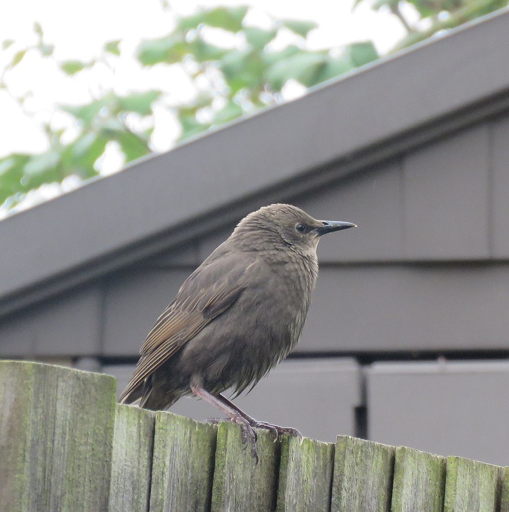 Juvenile Starling 